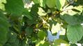 Phalsa